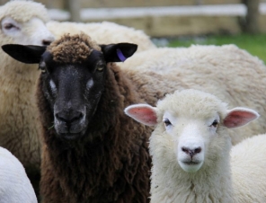 Sheep at Sheep World